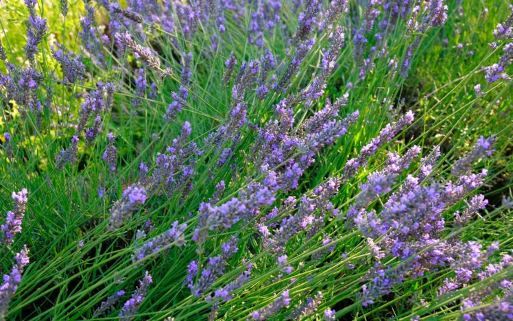 lavender, Field HD Wallpaper Desktop Background