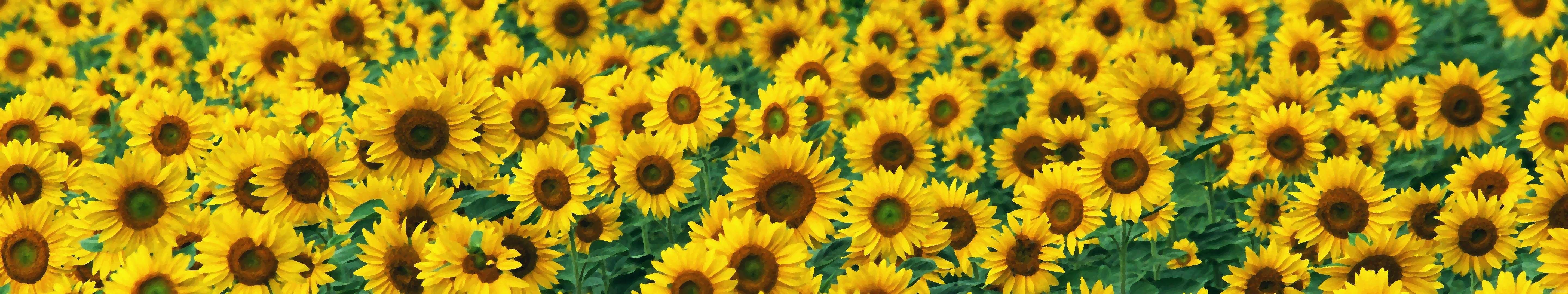 triple, Screen,  , Multi, Monitor,  , Multiple,  , Flower, Flowers,  , Fleur, Fleurs,  , Tournesol, Sunflower Wallpaper