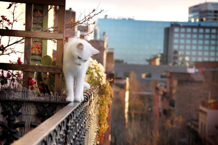 white, Cat, City, Sunlight, Flower, Animal HD Wallpaper Desktop Background