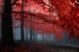 earth,  , Forest, Red, Tree, Amazing