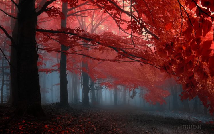 earth,  , Forest, Red, Tree, Amazing HD Wallpaper Desktop Background