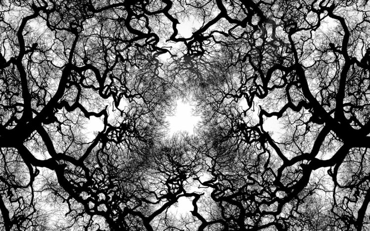 trees HD Wallpaper Desktop Background