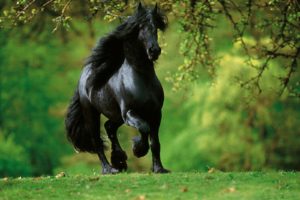 beautiful, Black, Horse