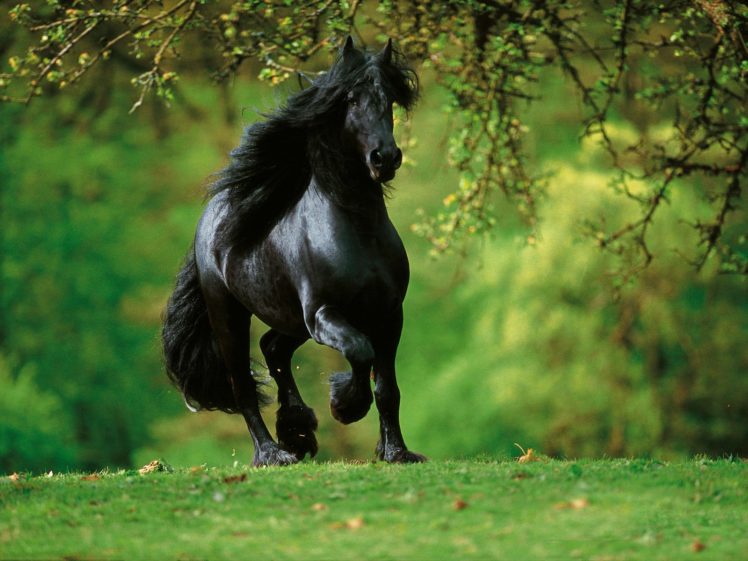 beautiful, Black, Horse Wallpapers HD / Desktop and Mobile Backgrounds