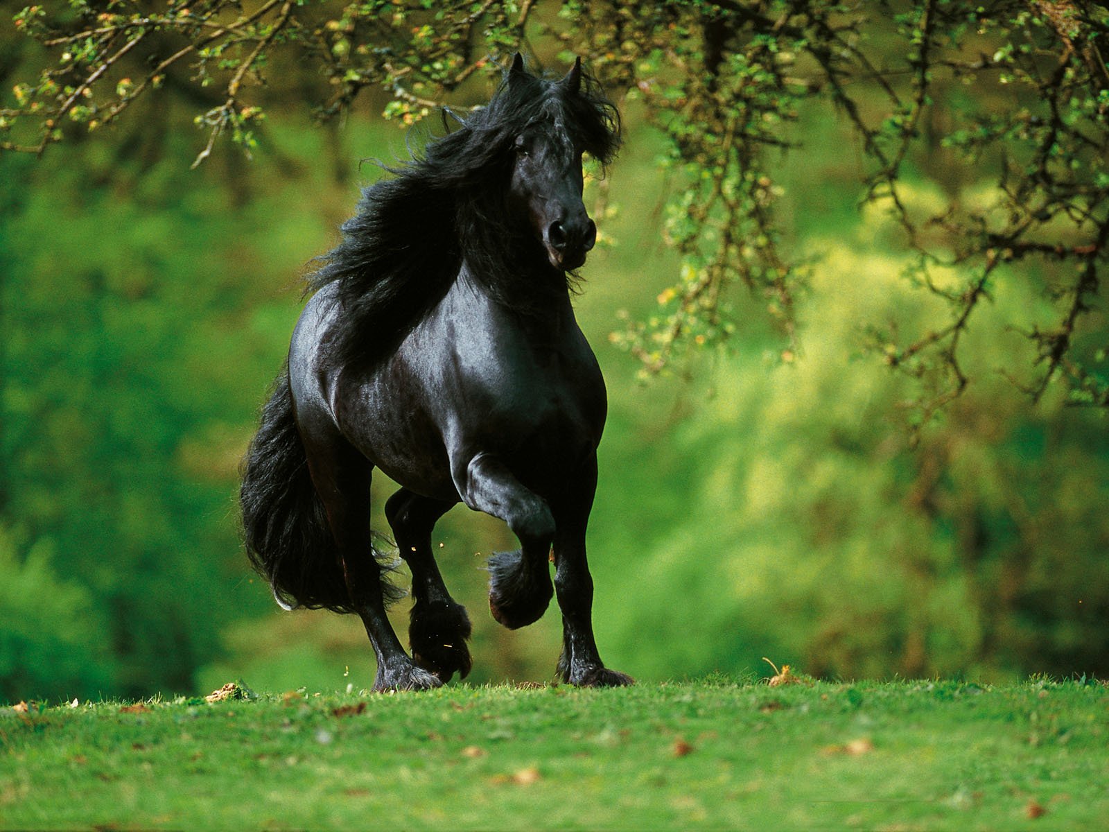 beautiful, Black, Horse Wallpapers HD