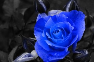 blue, Rose, Selective, Color