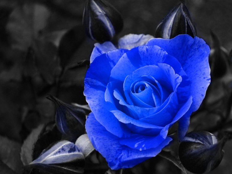 blue, Rose, Selective, Color Wallpapers HD / Desktop and Mobile Backgrounds