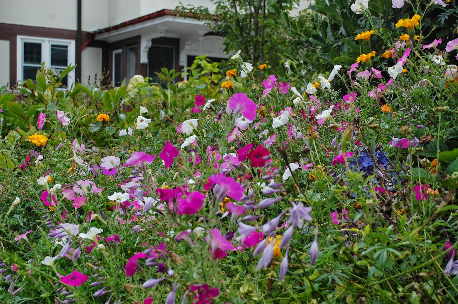 wild, Flowers Wallpaper