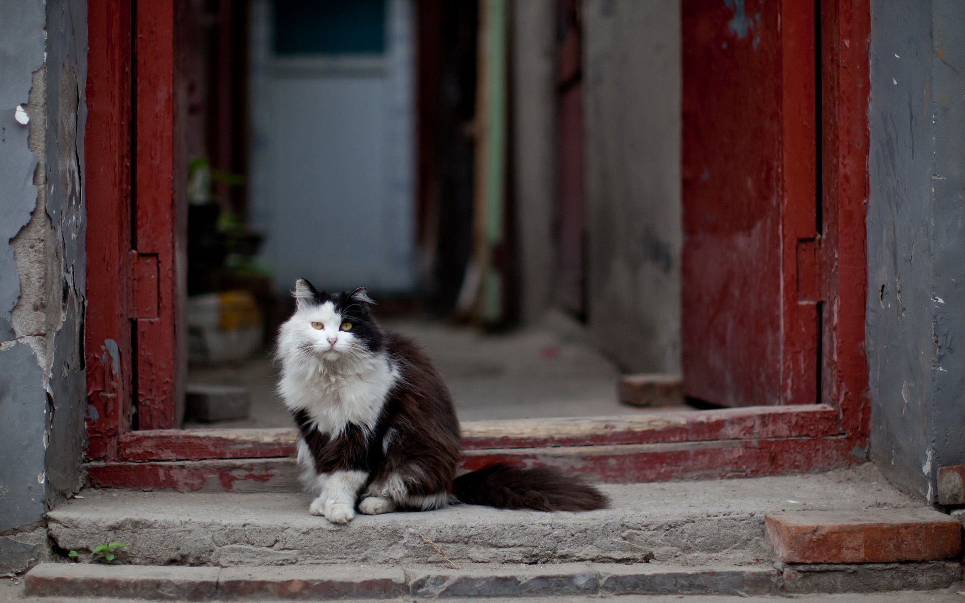 cats, Felines Wallpaper