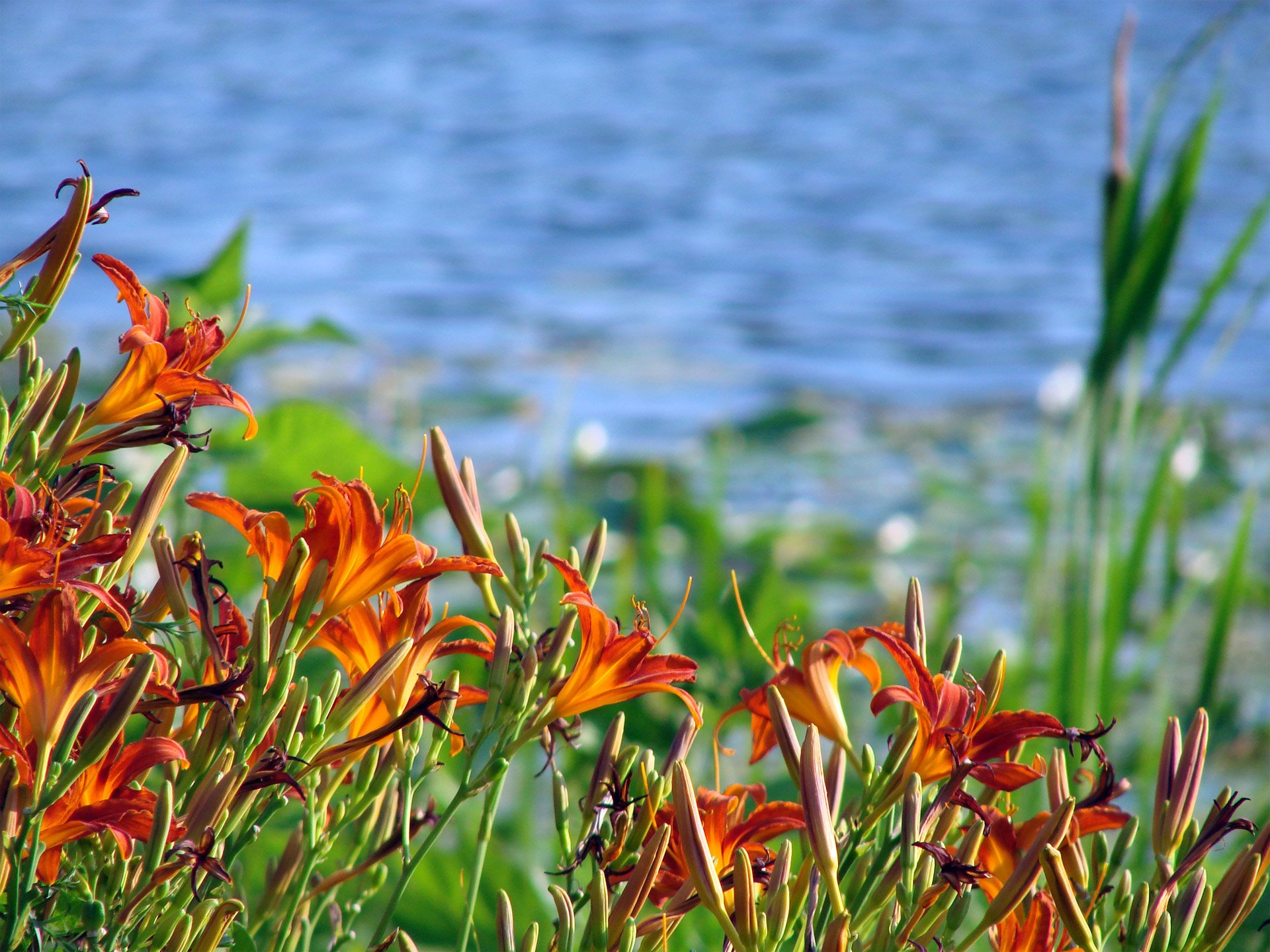 orange, Day, Lily Wallpaper