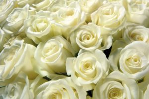 white, Roses
