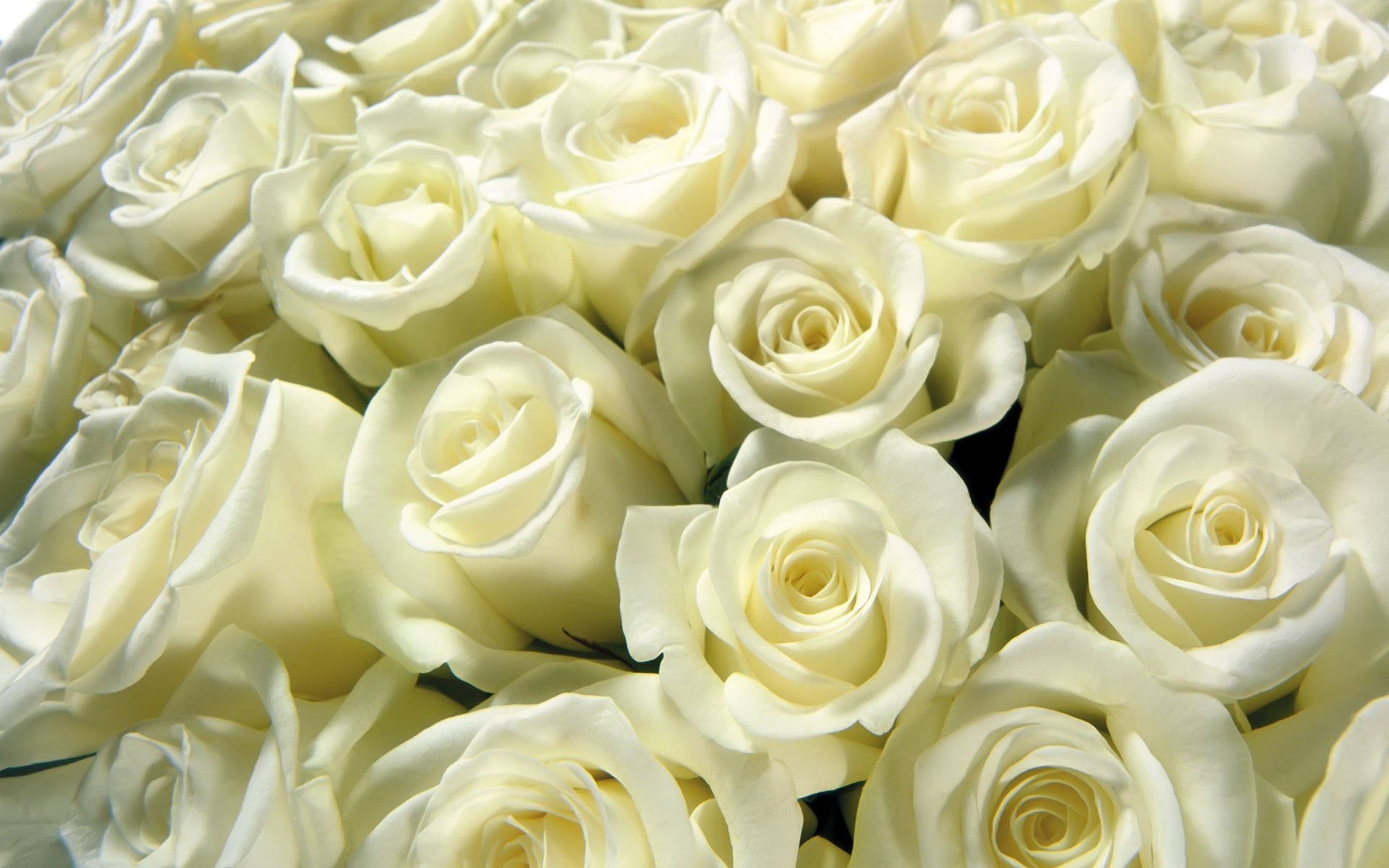 white, Roses Wallpapers HD / Desktop and Mobile Backgrounds