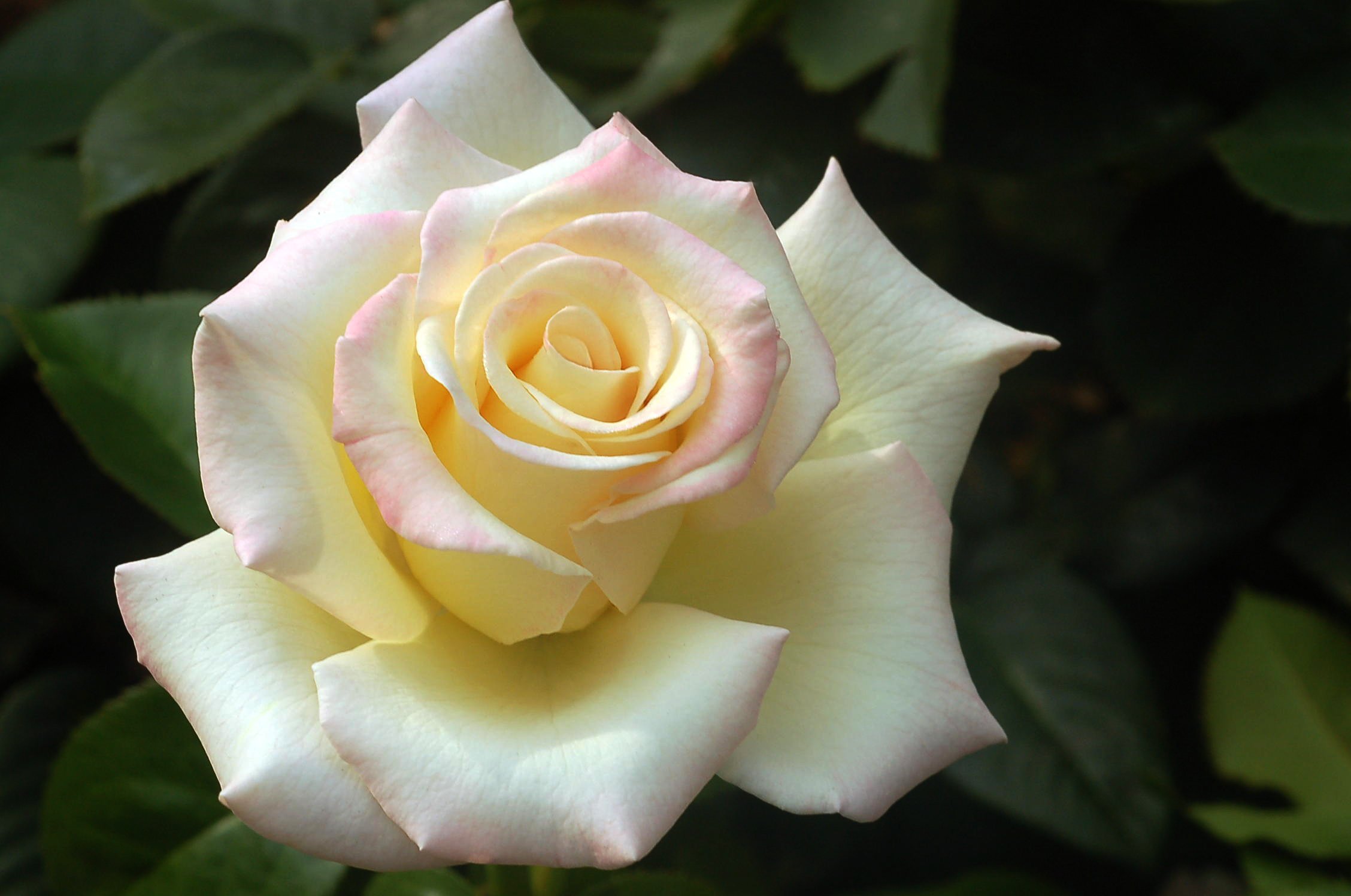 rose Wallpaper