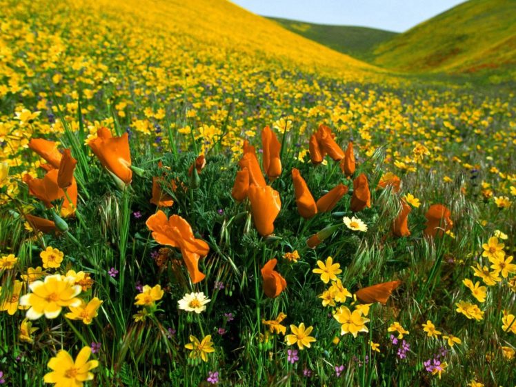 wild, Flowers, In, Field HD Wallpaper Desktop Background