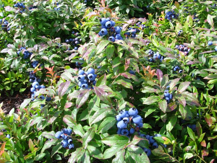 blueberry, Bushes HD Wallpaper Desktop Background