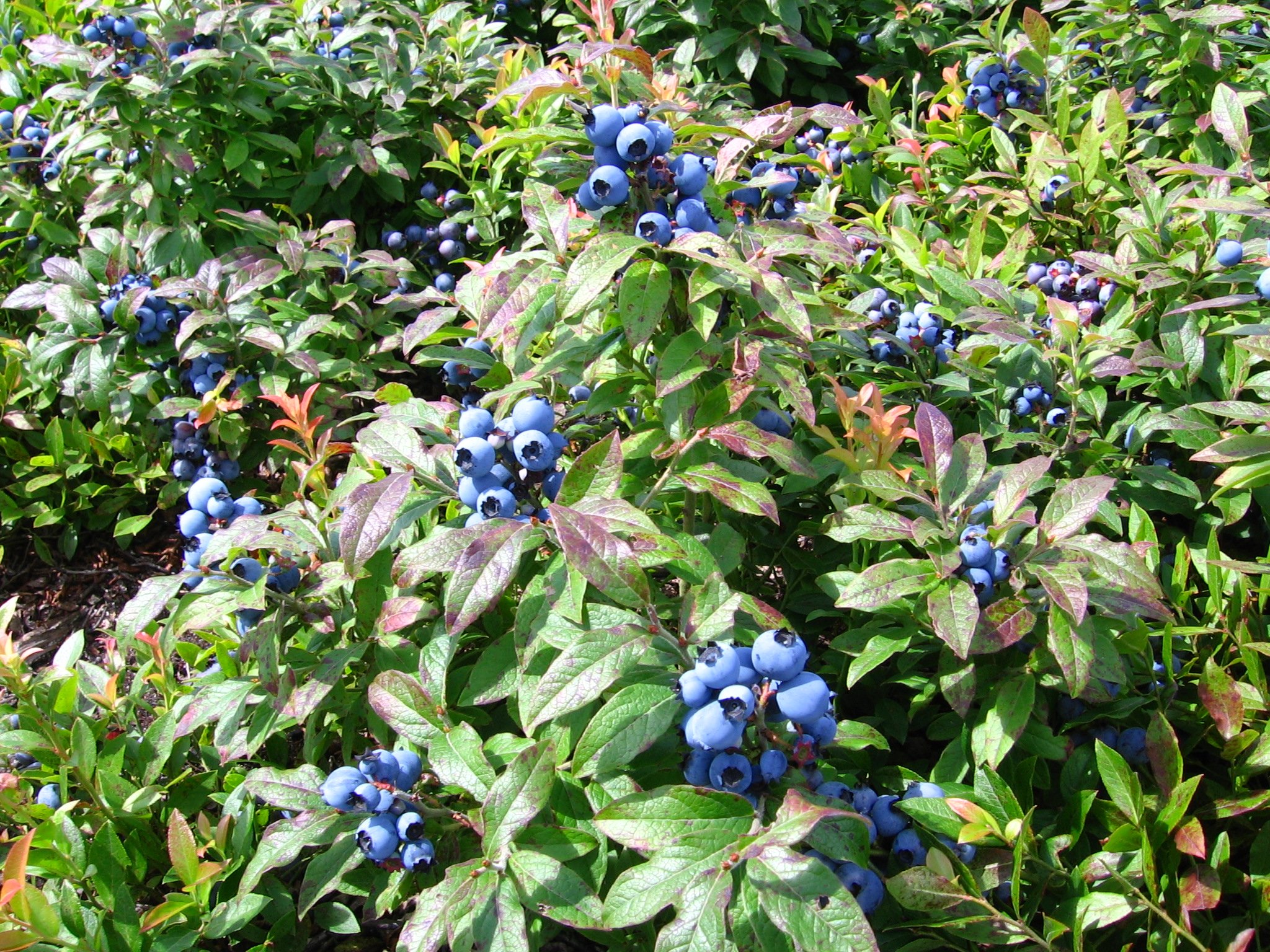 blueberry, Bushes Wallpaper