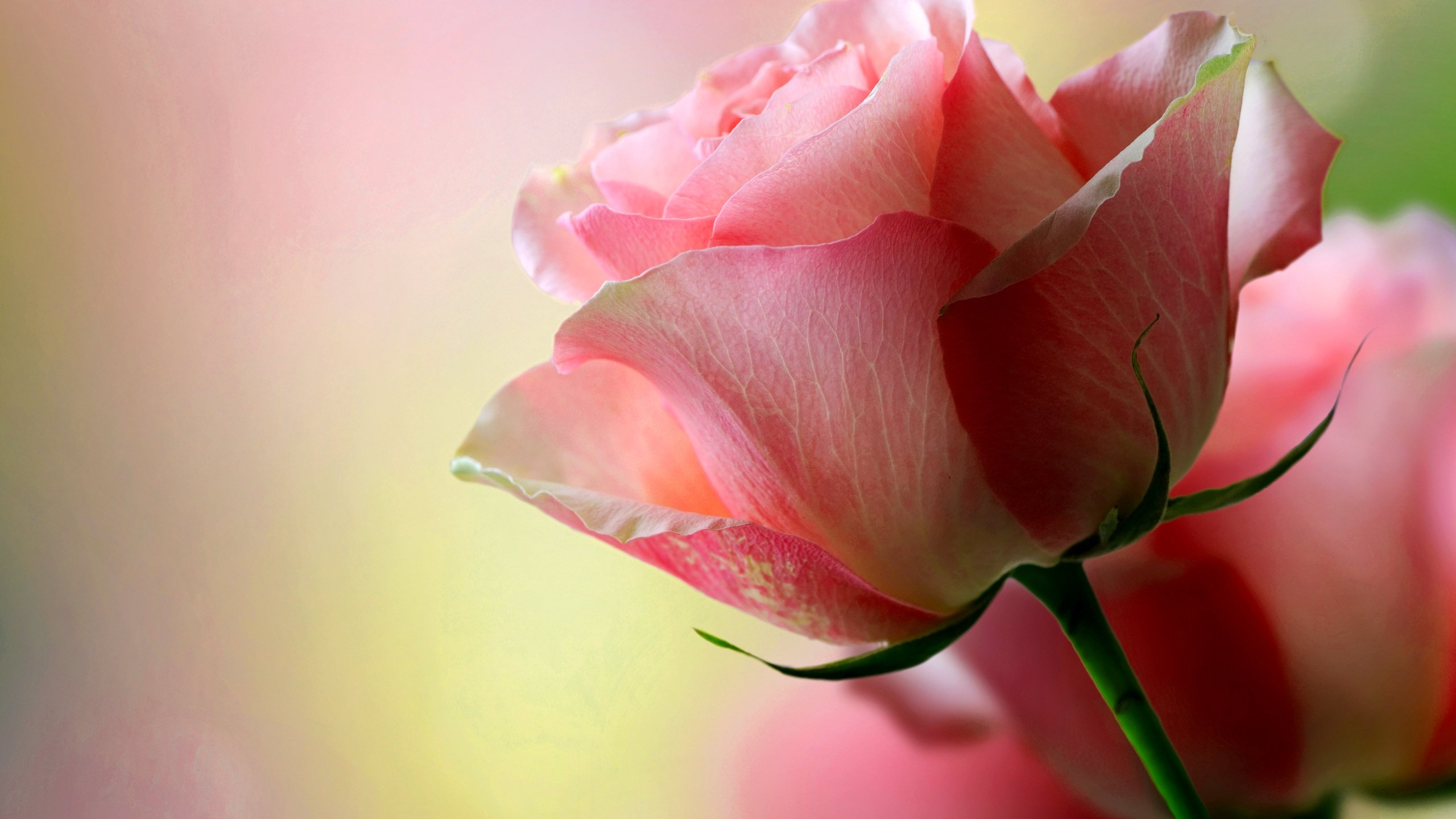 527133 Wallpapers HD / Desktop and Mobile Backgrounds