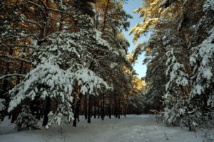 landscape, Snow, Forest, Winter, Trees, Sunlight, Seasons