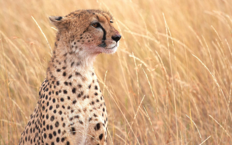 cheetah, Wild, Cat, Savannah HD Wallpaper Desktop Background