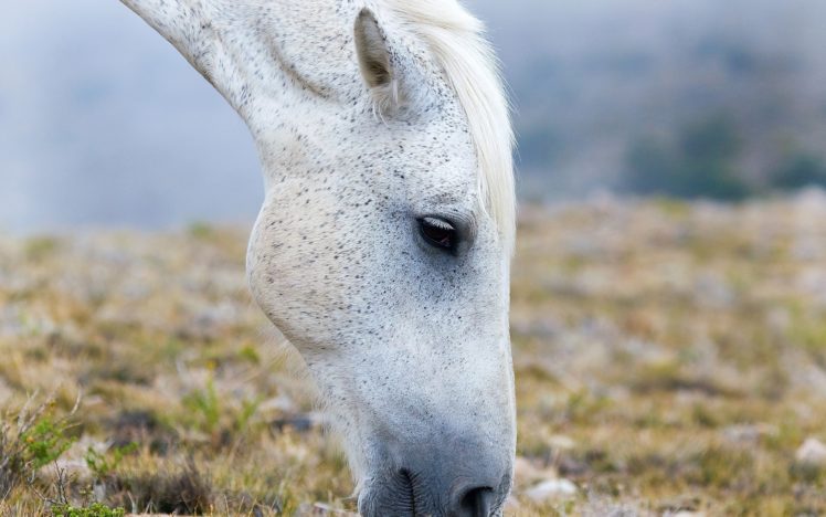 horse, White, Face, Pasture, Eyes HD Wallpaper Desktop Background