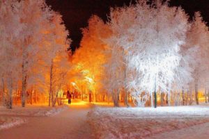 snow, Ice, Trees, Light, Night