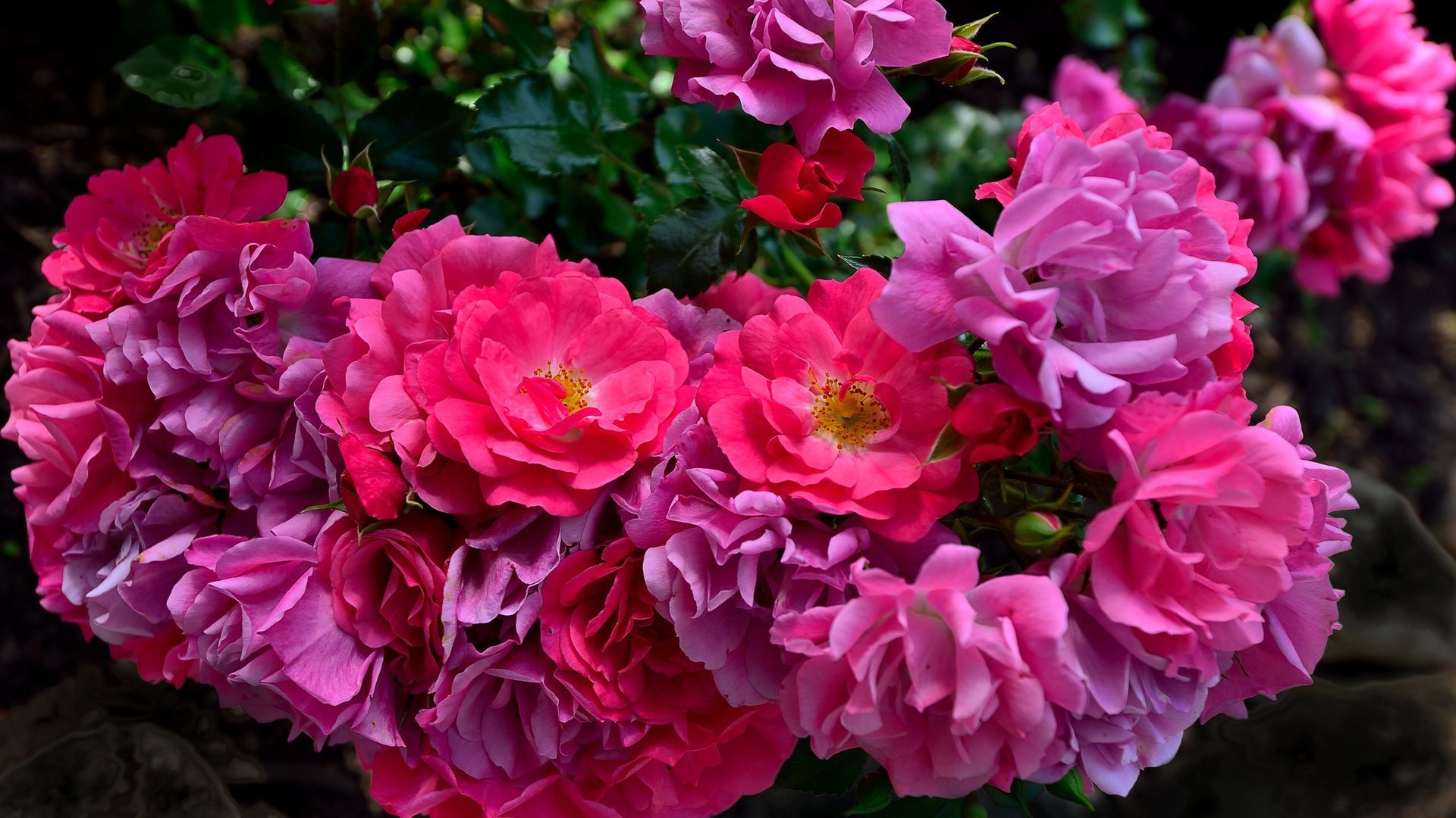 529278 Wallpapers HD / Desktop and Mobile Backgrounds