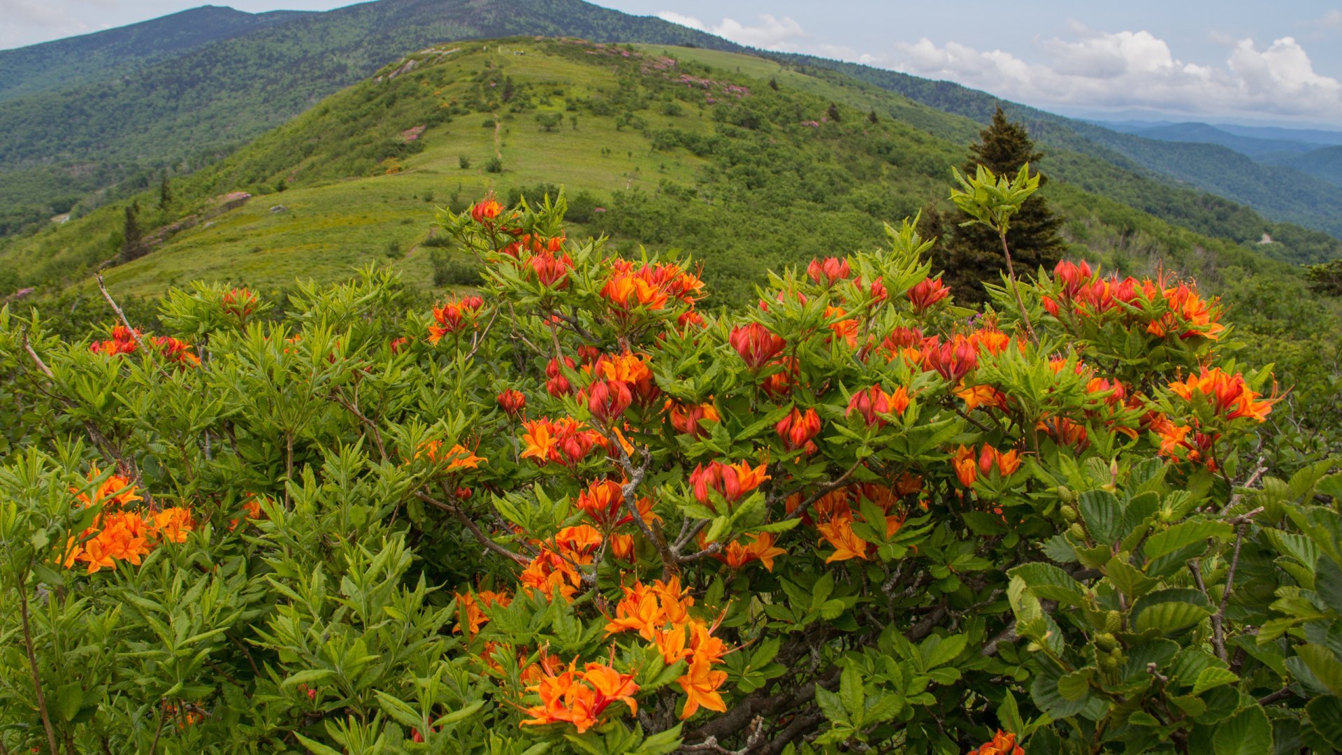 529295 Wallpapers HD / Desktop and Mobile Backgrounds