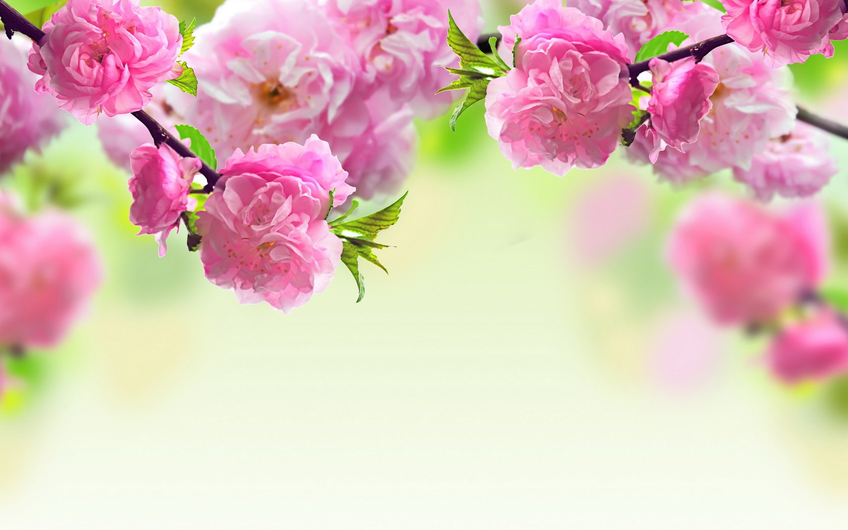 529337 Wallpaper