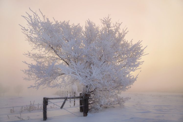 frost, Fence, Tree, Winter, Morning, Snow HD Wallpaper Desktop Background