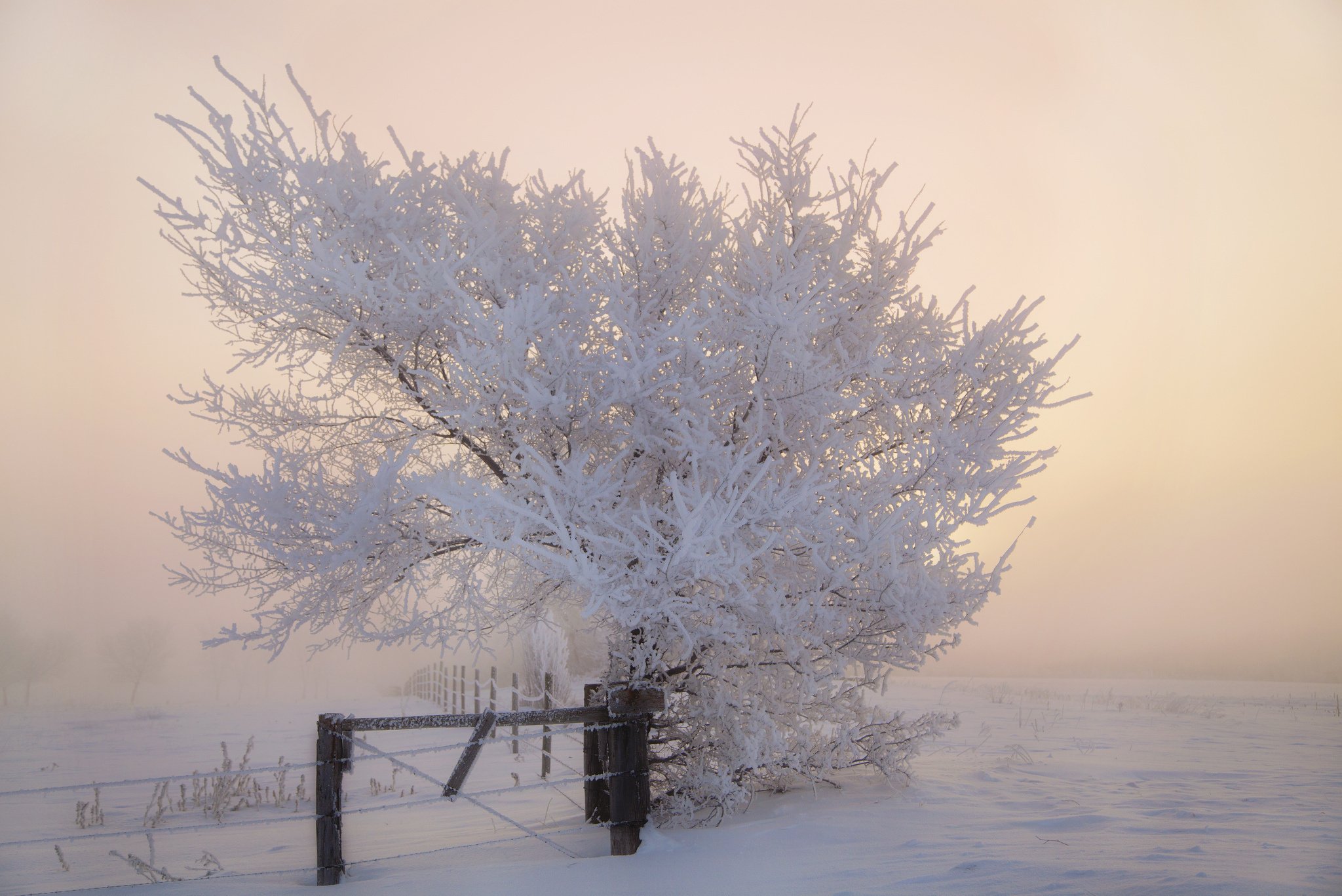 frost, Fence, Tree, Winter, Morning, Snow Wallpaper