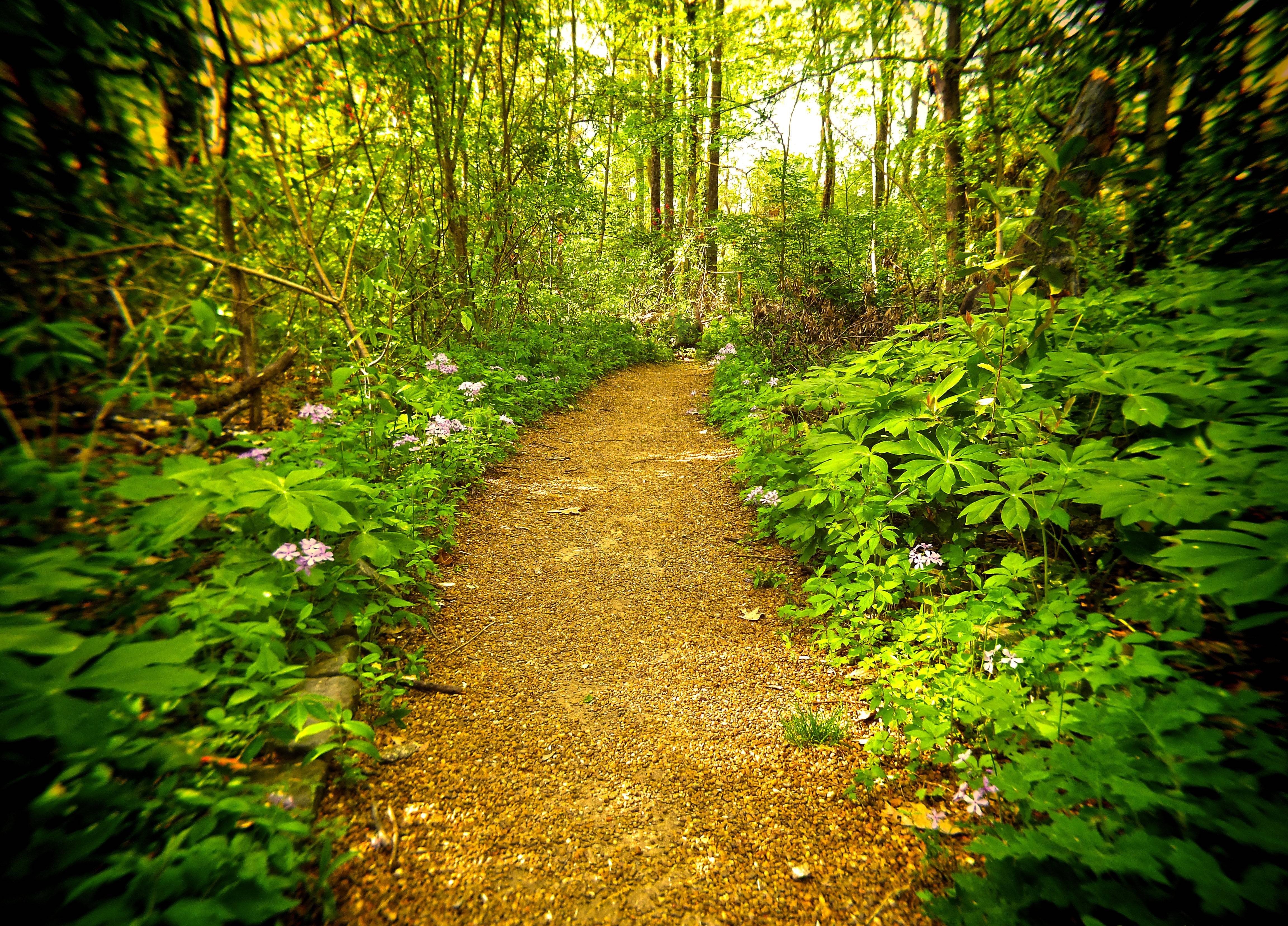 forest, Trees, Road, Nature Wallpaper