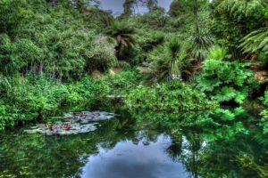 pond, Trees, Forest, Plants, Jungle, Lake
