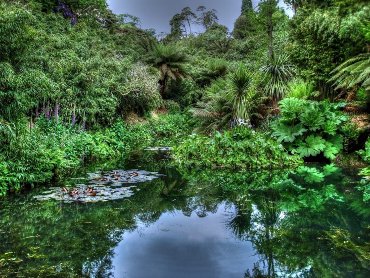pond, Trees, Forest, Plants, Jungle, Lake HD Wallpaper Desktop Background