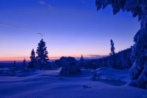 forest, Winter, Snow, Norway, Trees