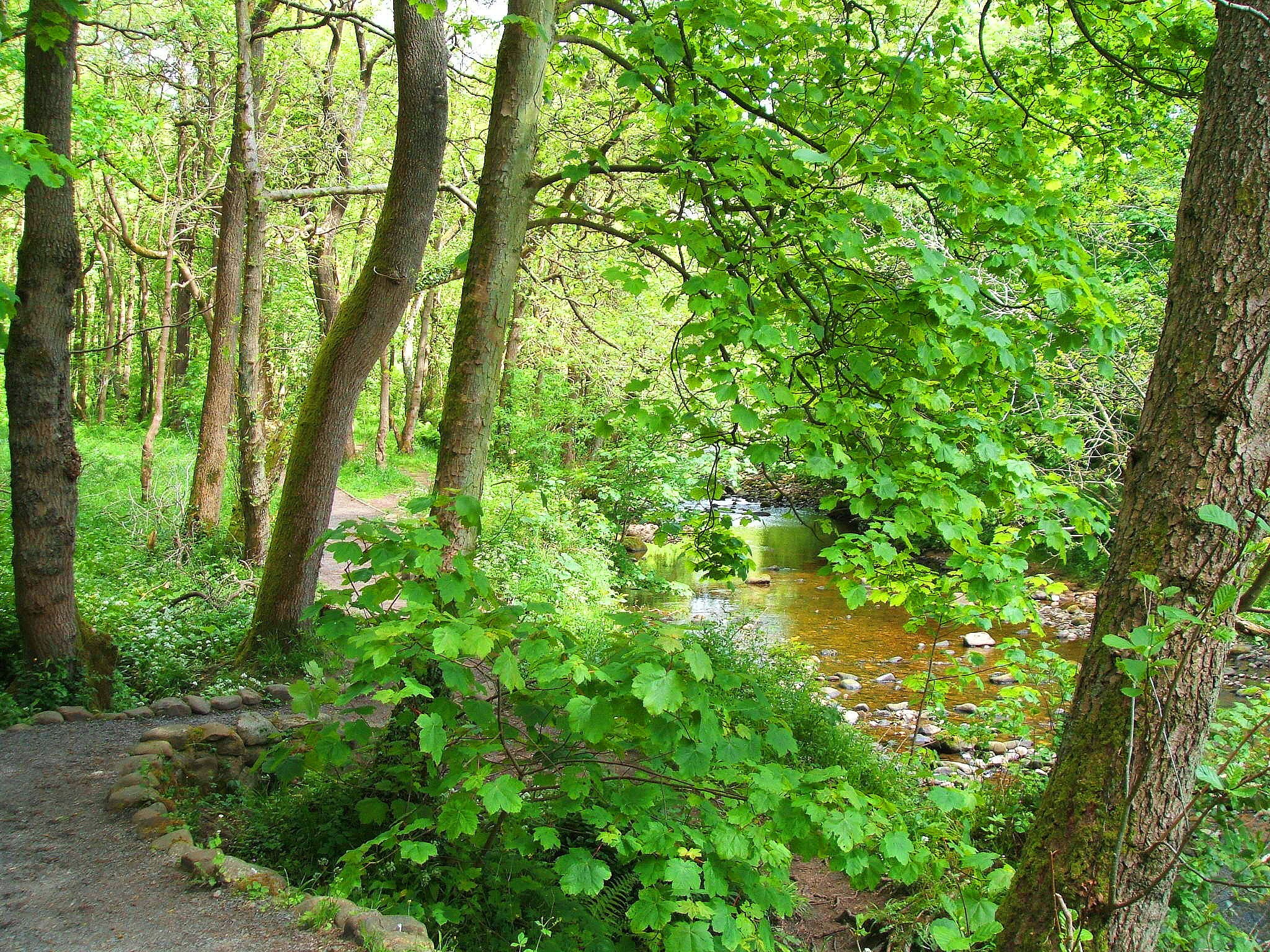 forest, Trees, River, Road, Nature Wallpaper