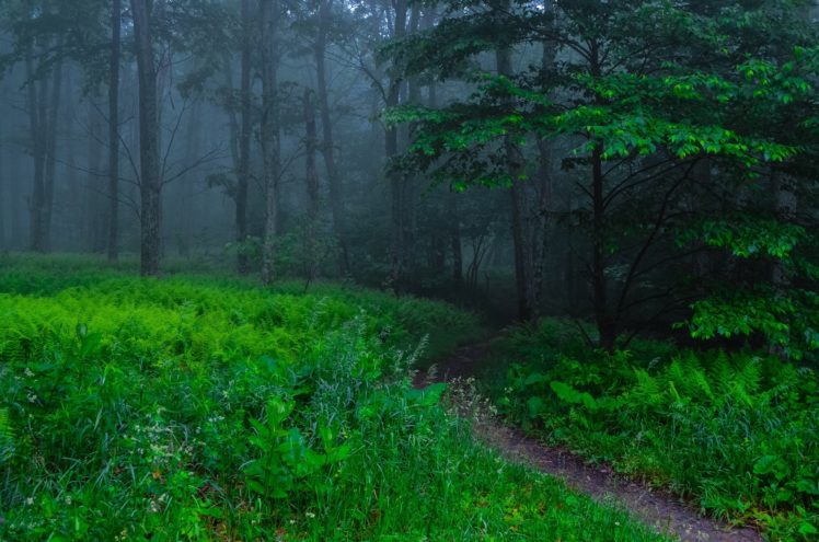 forest, Trees, Path, Nature, Fog HD Wallpaper Desktop Background