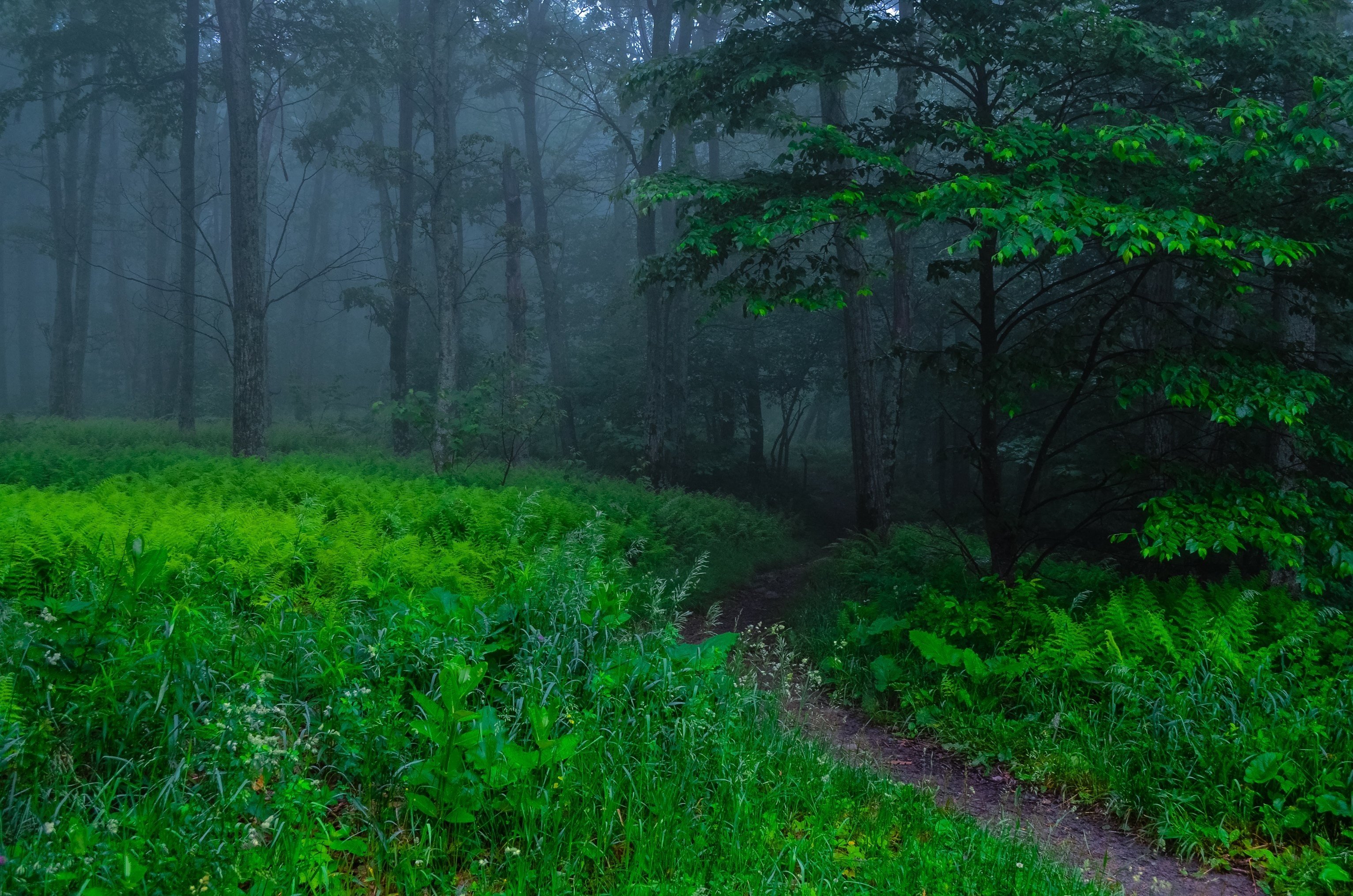 forest, Trees, Path, Nature, Fog Wallpaper