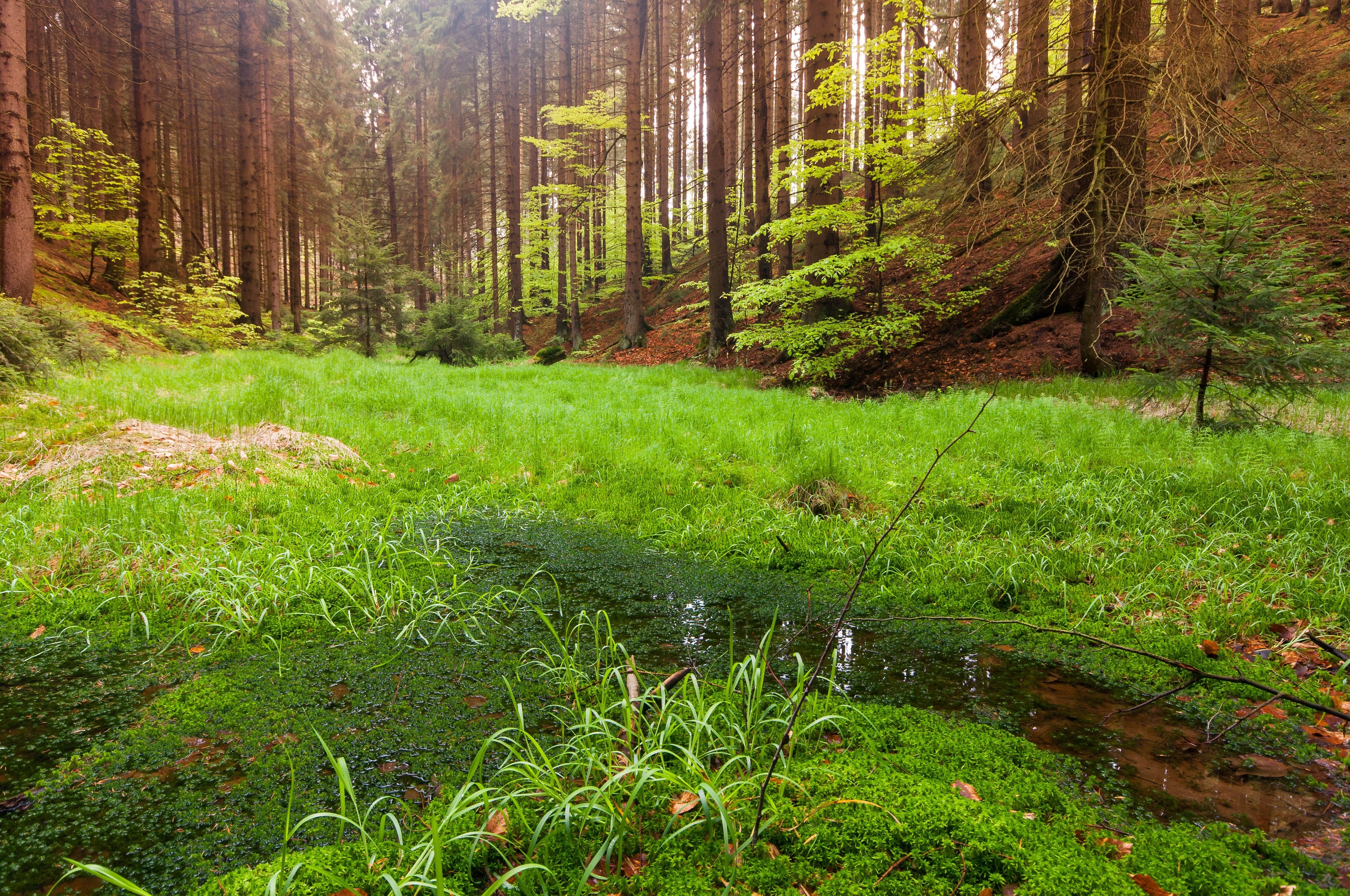 forest, Trees, Swamp, Nature Wallpaper