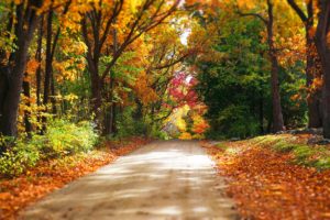 colorful, Forest, Road, Trees, Autumn, Park, Path, Nature, Leaves