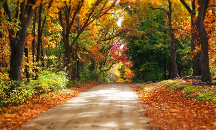 colorful, Forest, Road, Trees, Autumn, Park, Path, Nature, Leaves HD Wallpaper Desktop Background