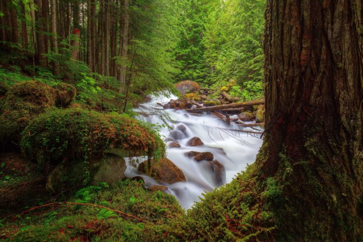 forest, Trees, River, Rocks, Moss, For, Nature HD Wallpaper Desktop Background