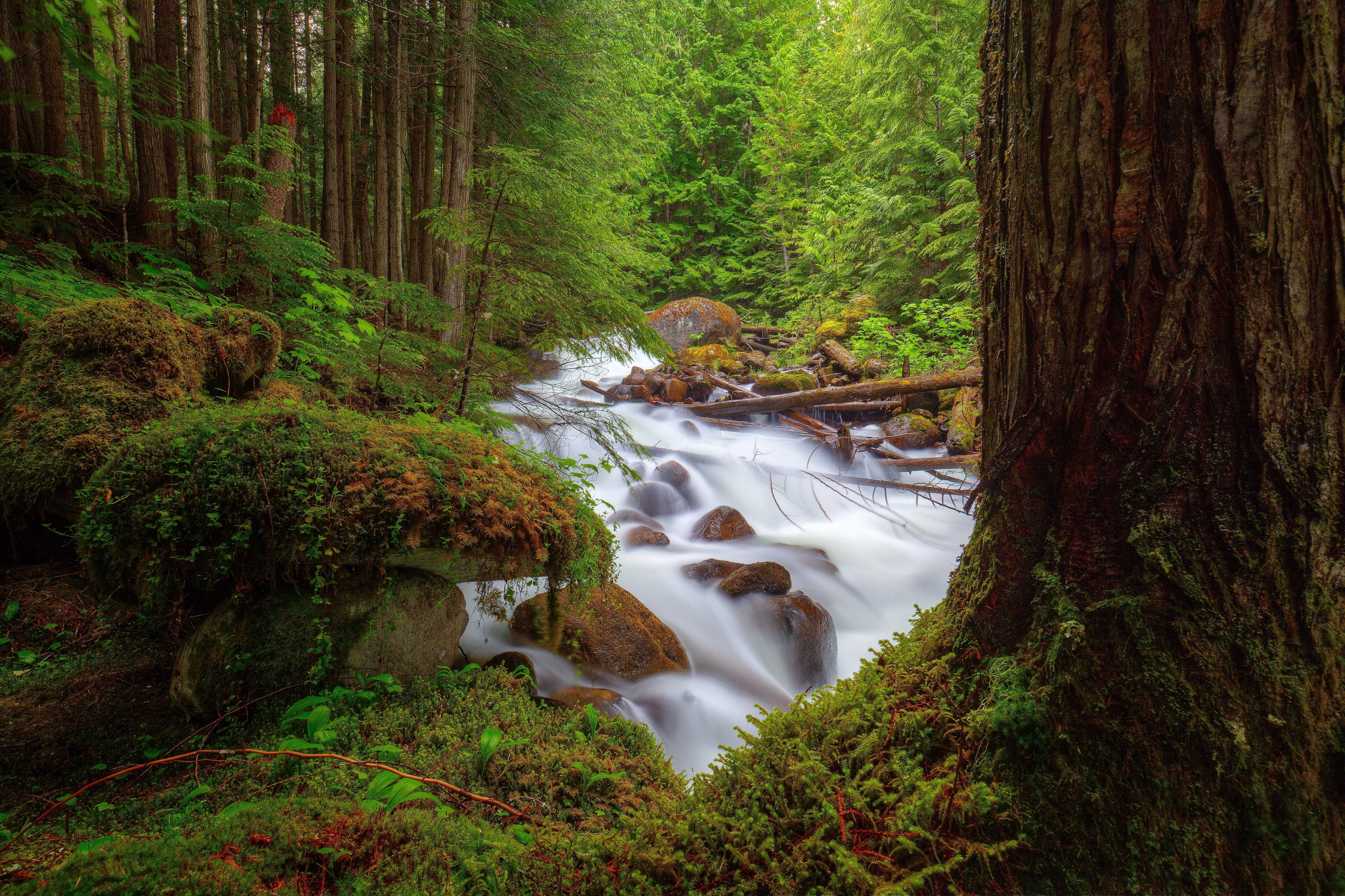 forest, Trees, River, Rocks, Moss, For, Nature Wallpaper