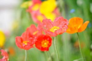 macro, Flowers, Petals, Color