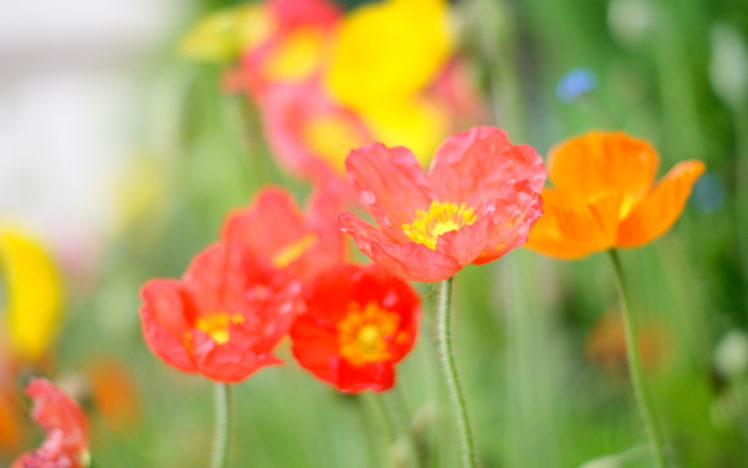 macro, Flowers, Petals, Color HD Wallpaper Desktop Background