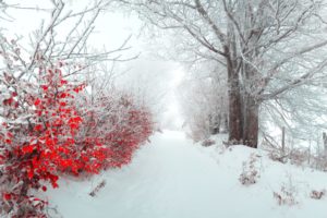 earth,  , Winter, Forest, Tree, Red, Snow, Ice