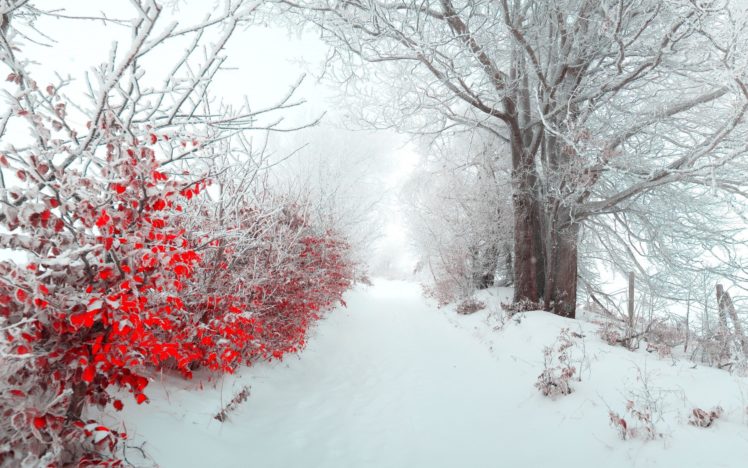 earth,  , Winter, Forest, Tree, Red, Snow, Ice HD Wallpaper Desktop Background