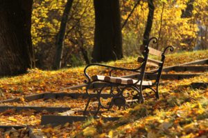 bench, Forest, Tree, Sunlight, Autumn