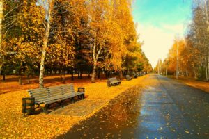 bench, Forest, Tree, Sunlight, Autumn