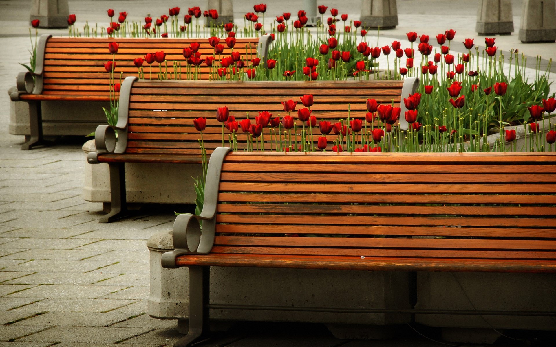 bench, Red, Tulips, Nature Wallpaper