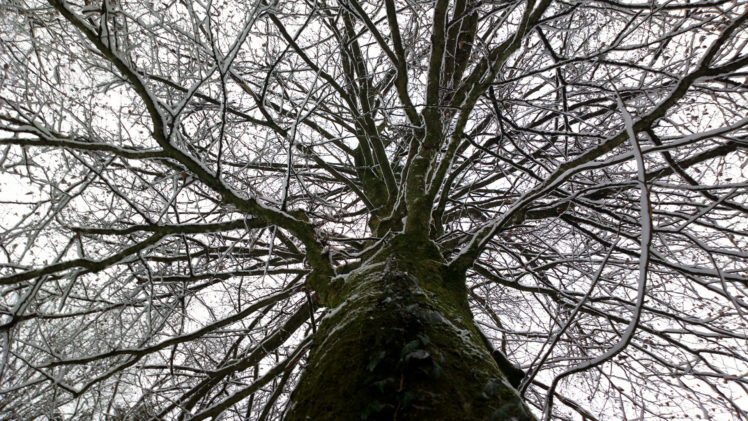 tree, Branches, Snow, Winter, Sky, Trunk HD Wallpaper Desktop Background